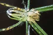 Humped Silver Orb Spider (Leucauge dromedaria)